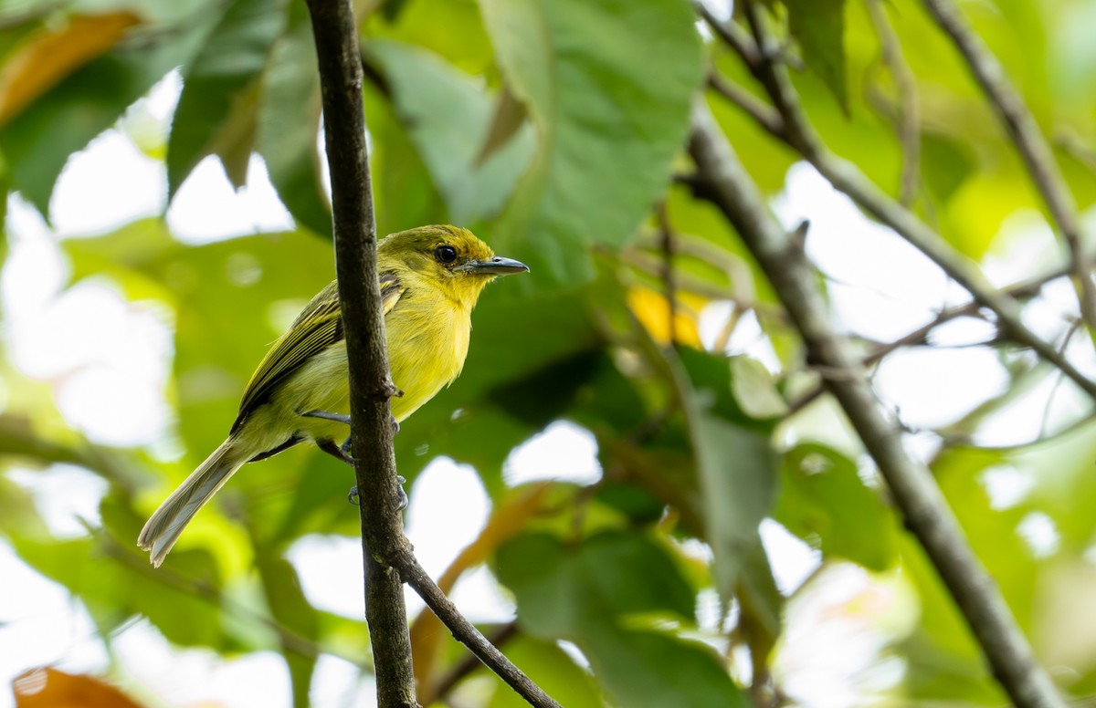 Ochre-lored Flatbill - ML643401446