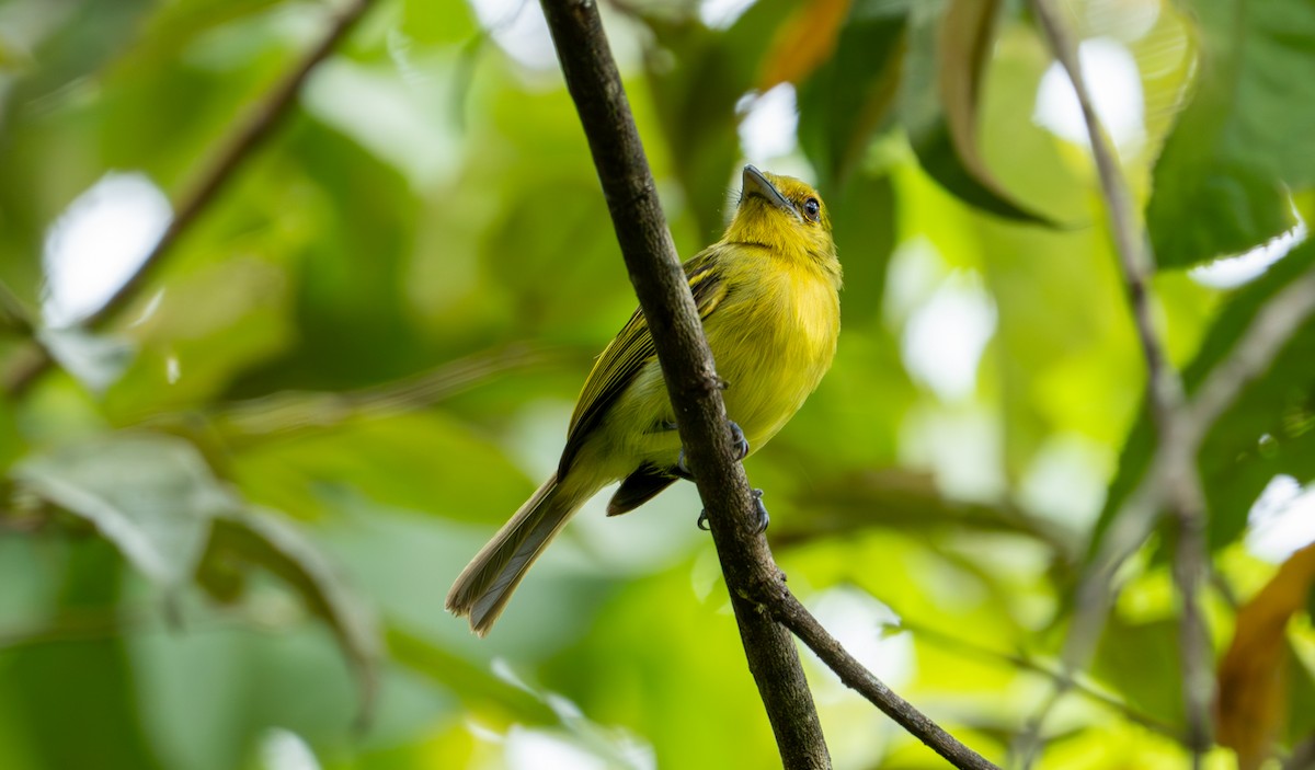 Ochre-lored Flatbill - ML643401447