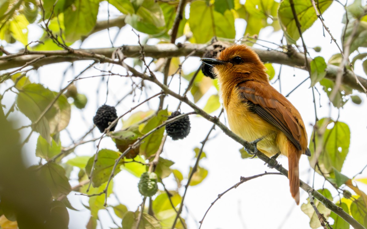 Cinnamon Attila - ML643401454