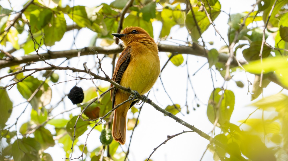 Cinnamon Attila - ML643401456