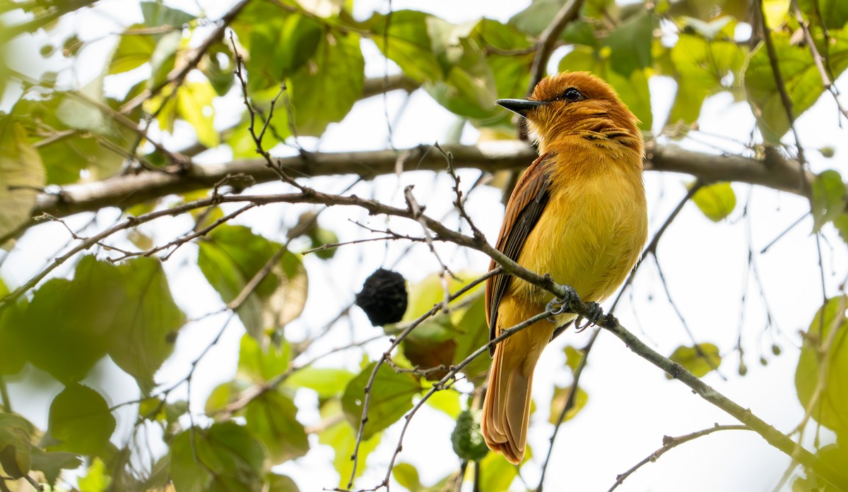 Cinnamon Attila - ML643401457