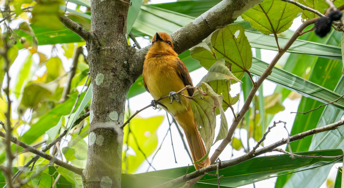 Cinnamon Attila - ML643401458