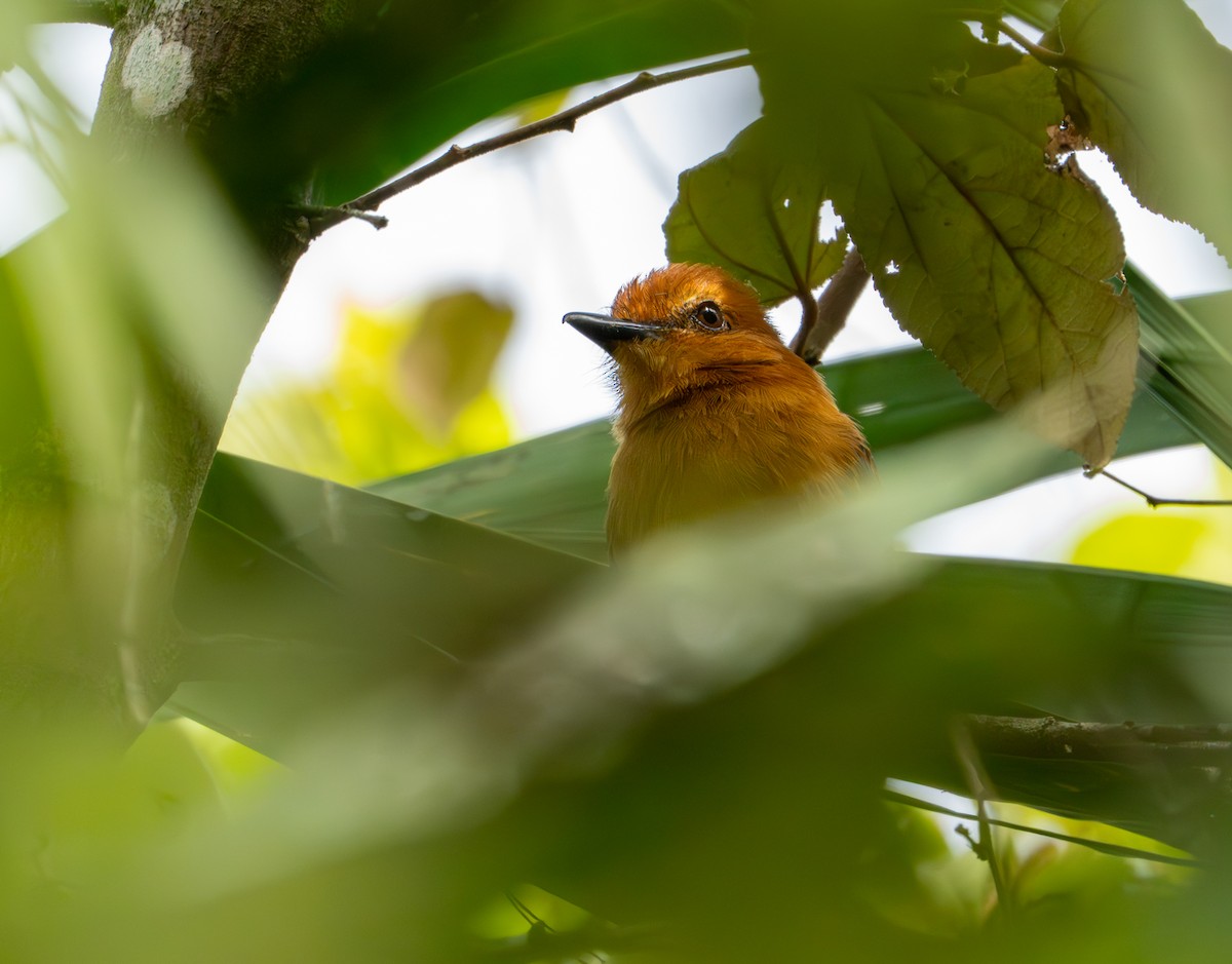 Cinnamon Attila - ML643401459