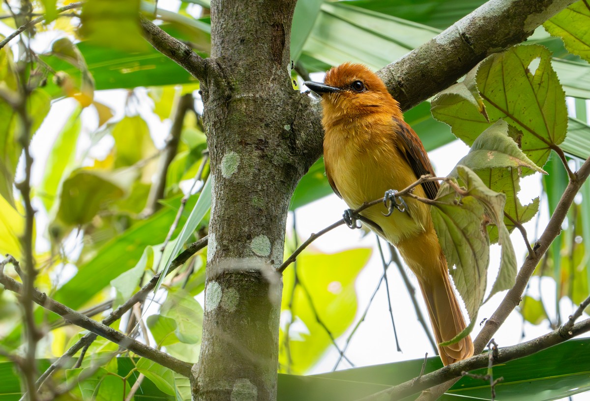 Cinnamon Attila - ML643401460