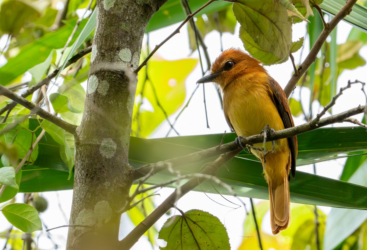 Cinnamon Attila - ML643401462