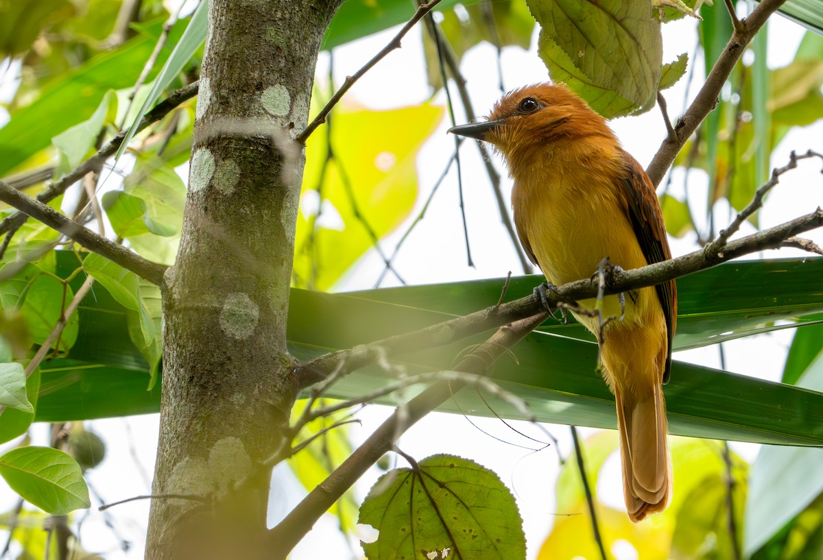 Cinnamon Attila - ML643401464