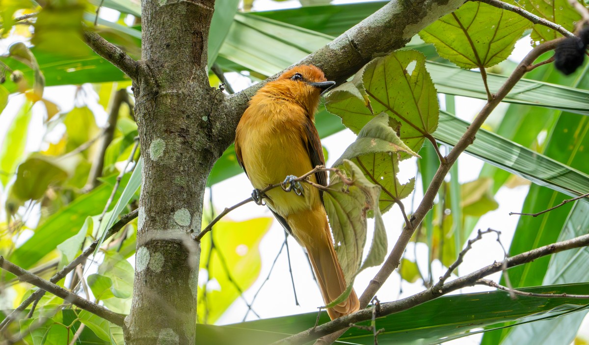 Cinnamon Attila - ML643401466