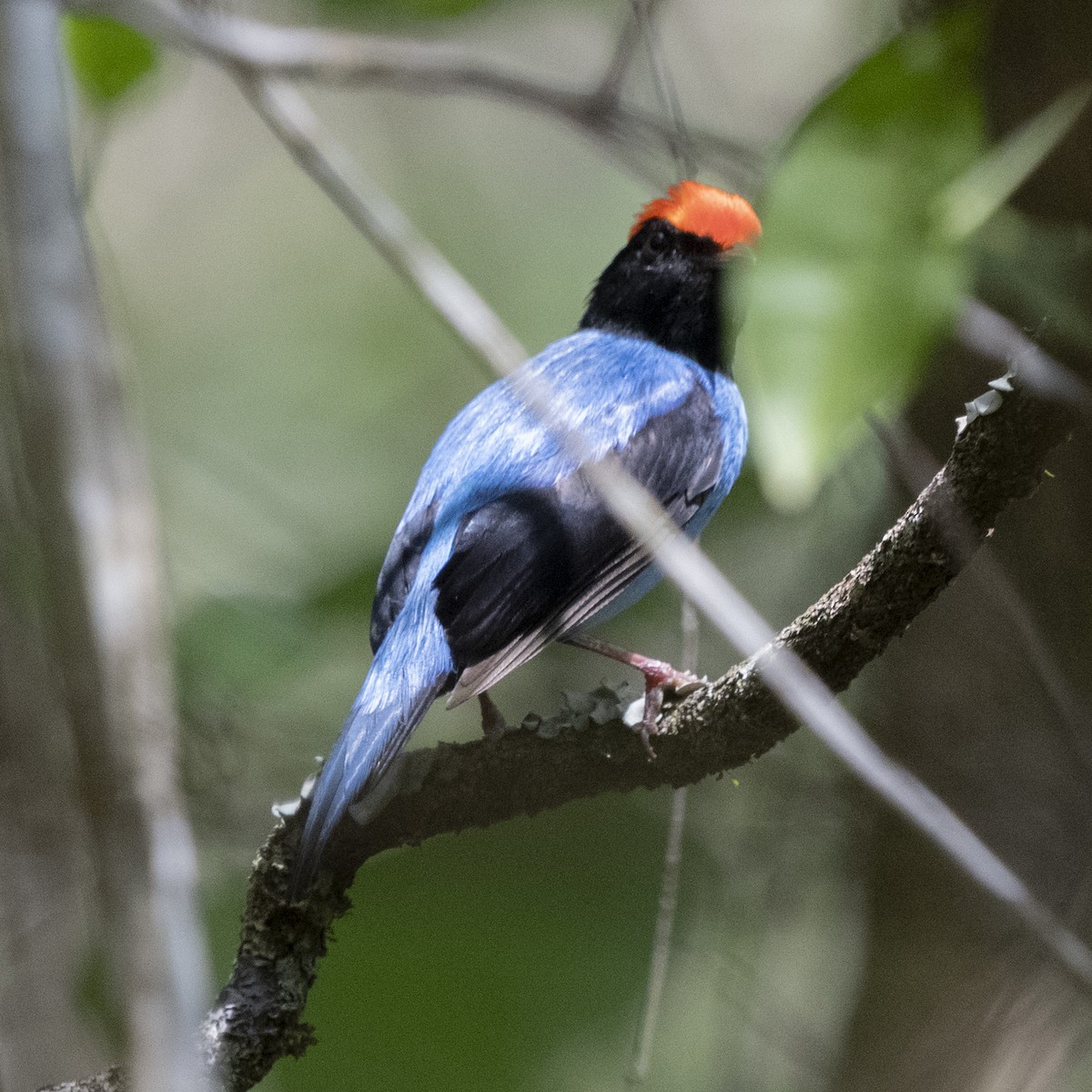 Swallow-tailed Manakin - ML643401473