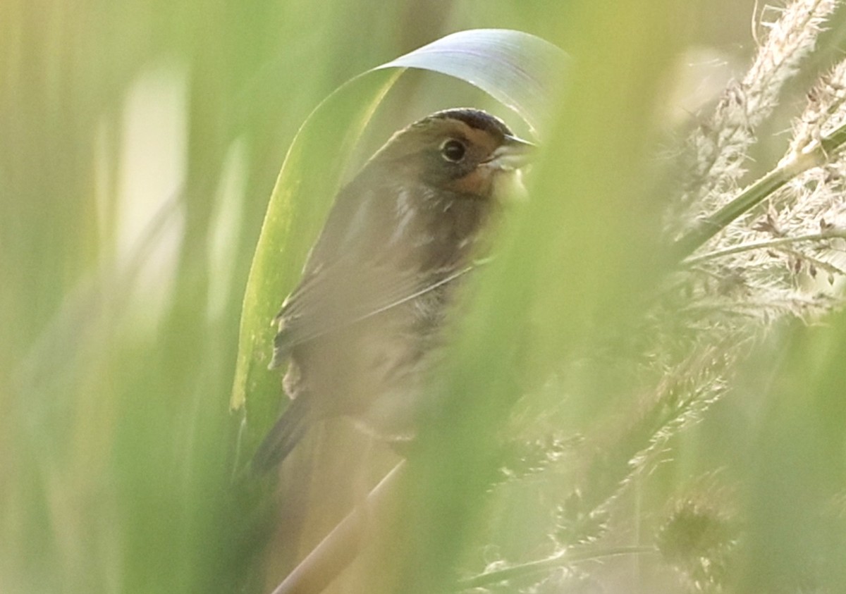 Nelson's Sparrow - ML643401480