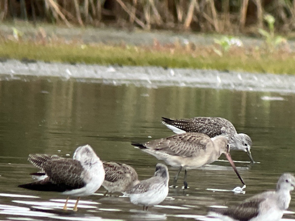 Hudsonian Godwit - ML643401483
