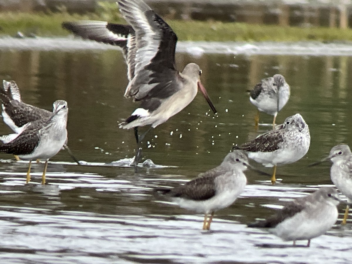 Hudsonian Godwit - ML643401484