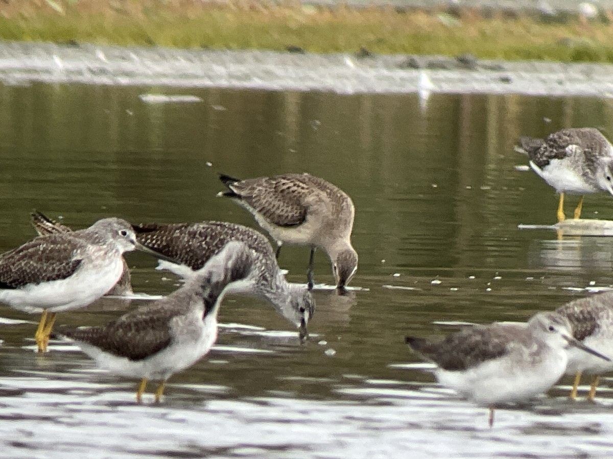 Hudsonian Godwit - ML643401485