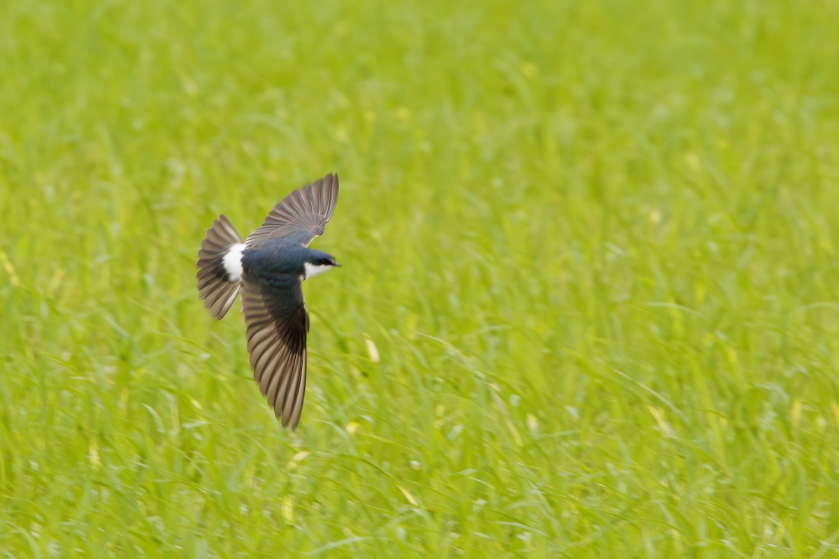 White-rumped Swallow - ML643401518