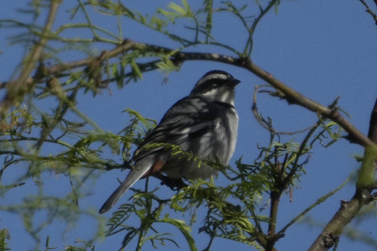 Ringed Warbling Finch - ML643401520
