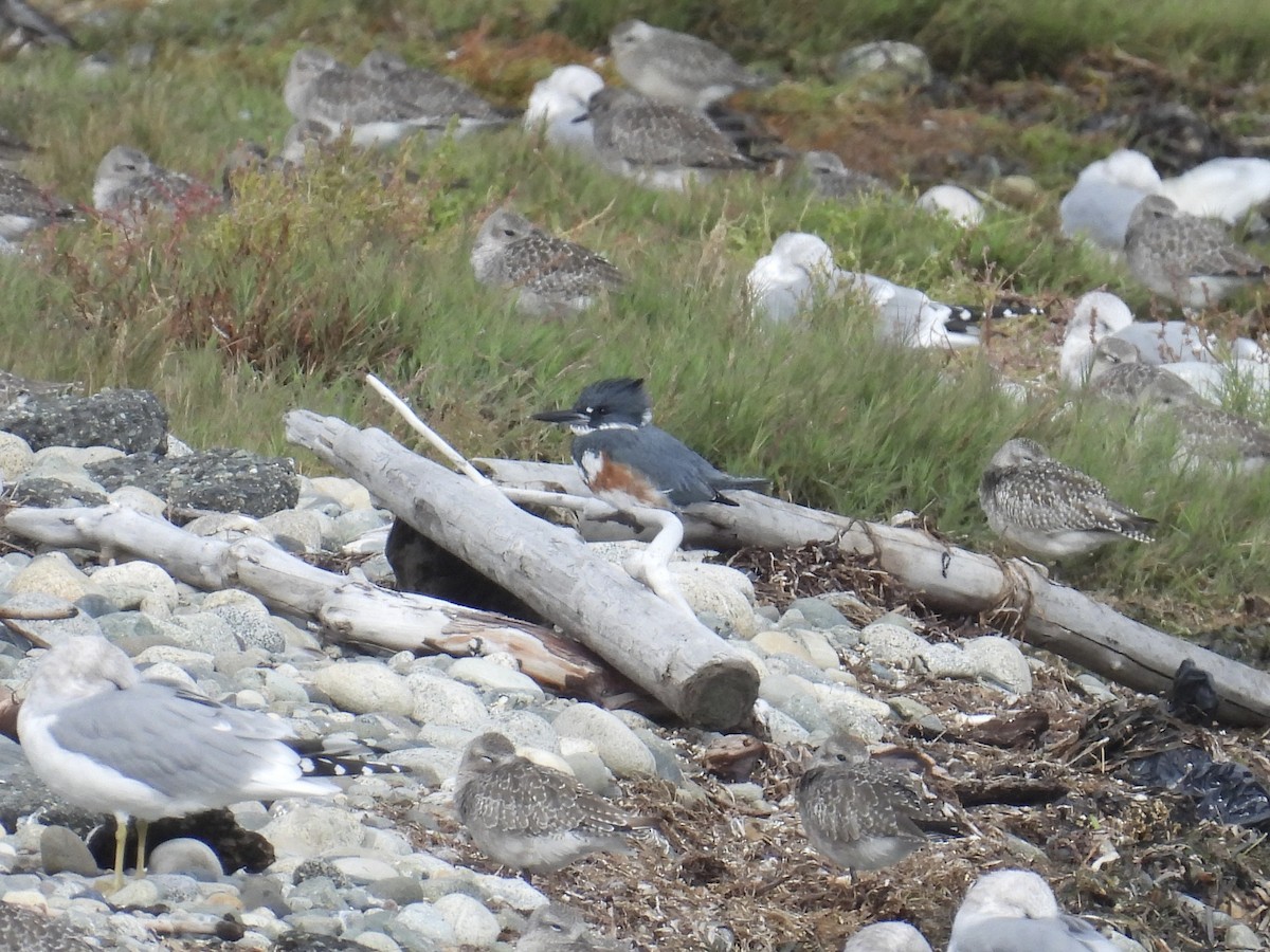 Belted Kingfisher - ML643401531