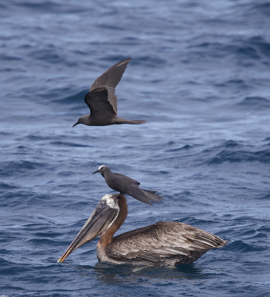 Brown Noddy - ML643401533
