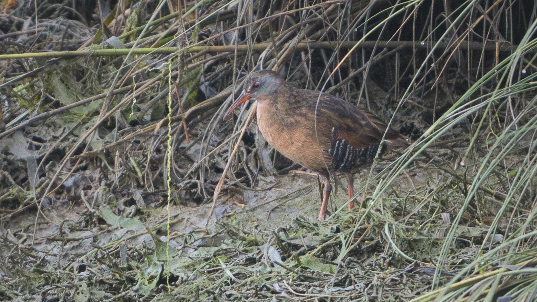 Virginia Rail - ML643401539