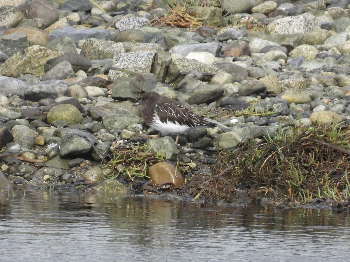 Black Turnstone - ML643401540