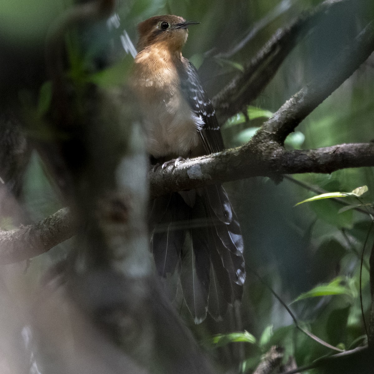 Tavus Guguğu - ML643401543