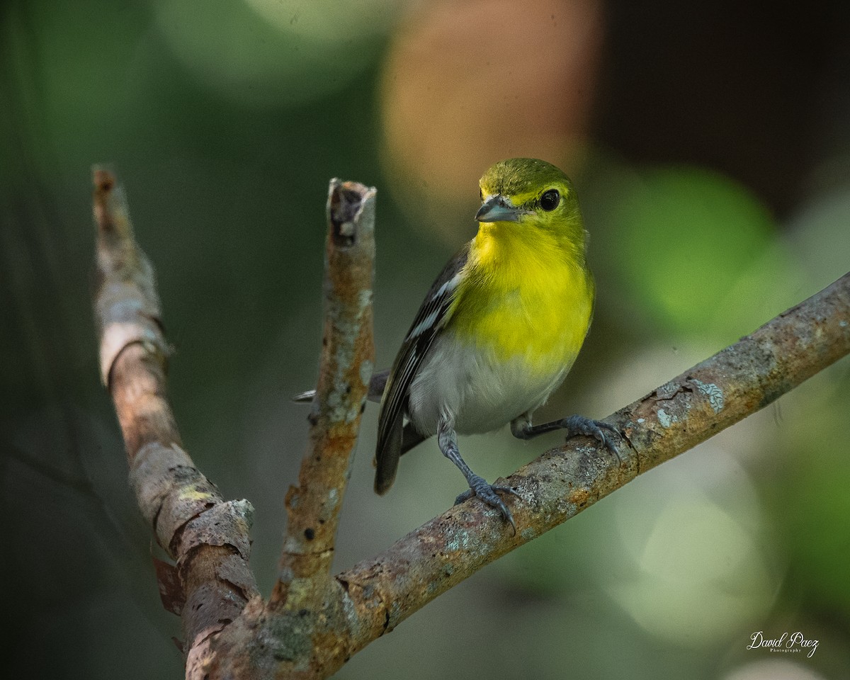 Sarı Gerdanlı Vireo - ML643401544