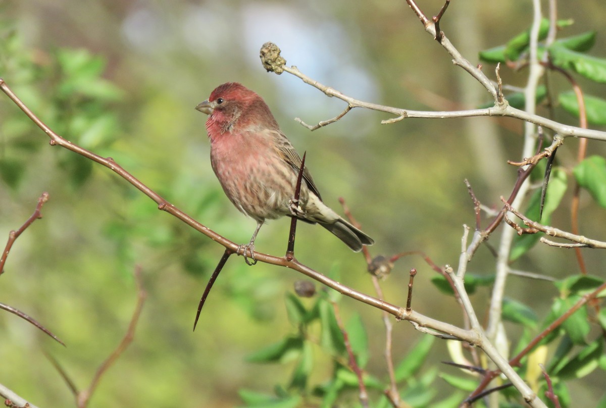House Finch - ML643401545