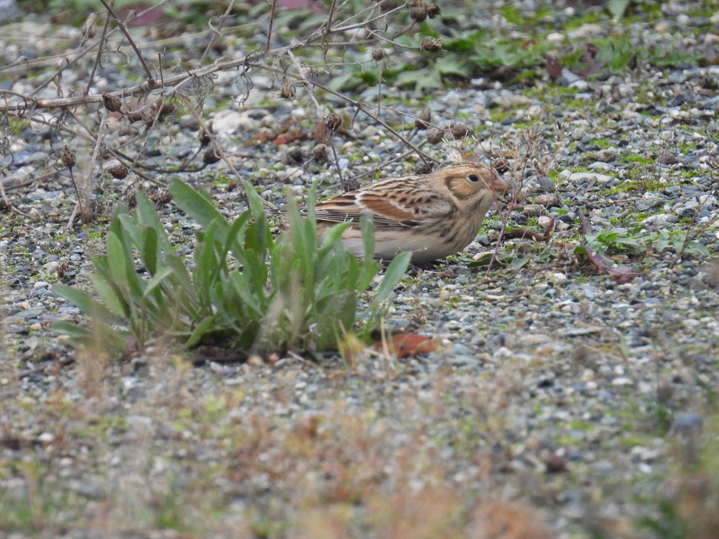 Lapland Longspur - ML643401563