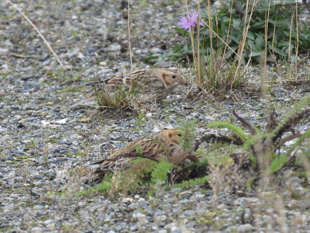 Lapland Longspur - ML643401564