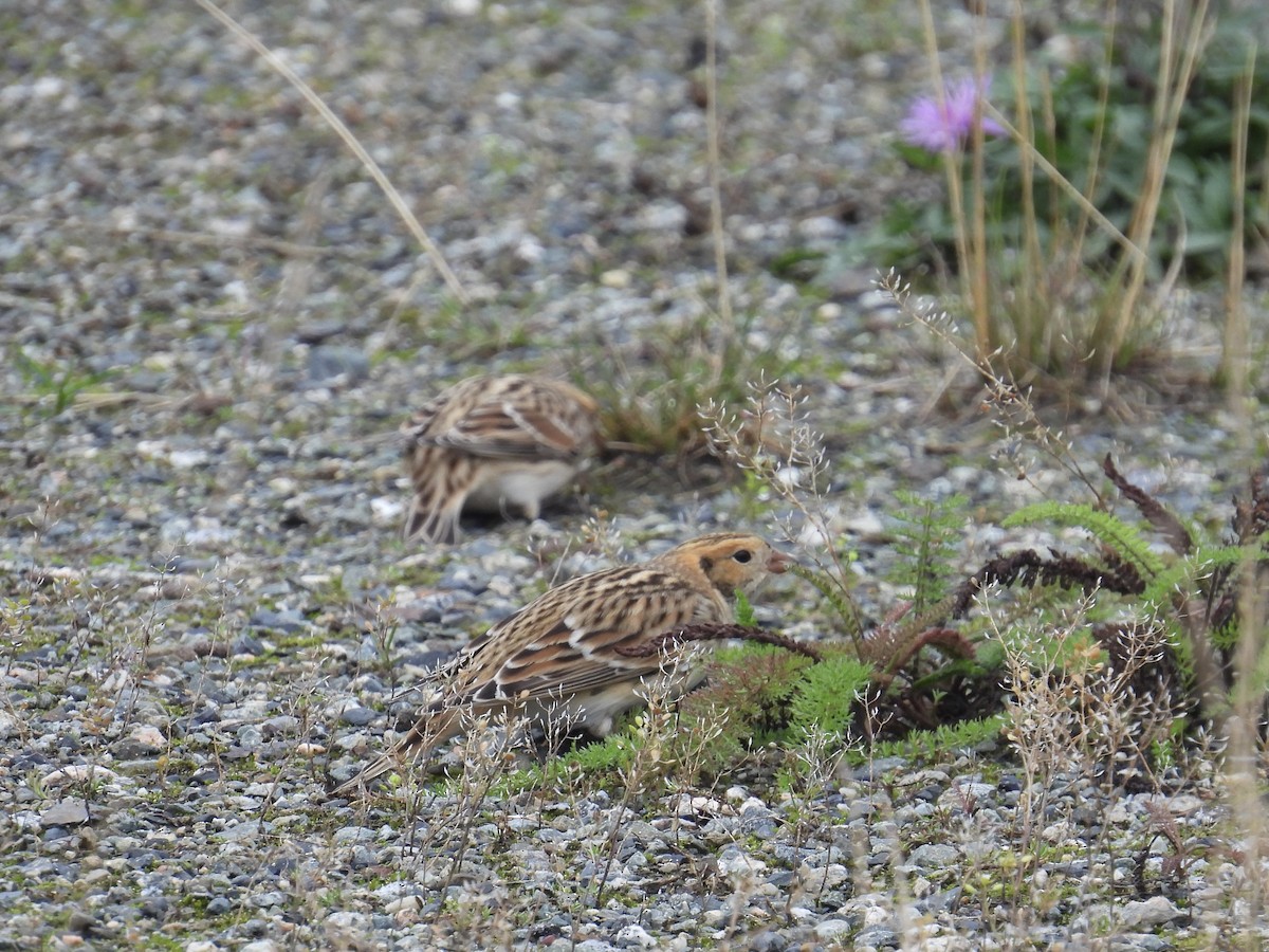 Lapland Longspur - ML643401565