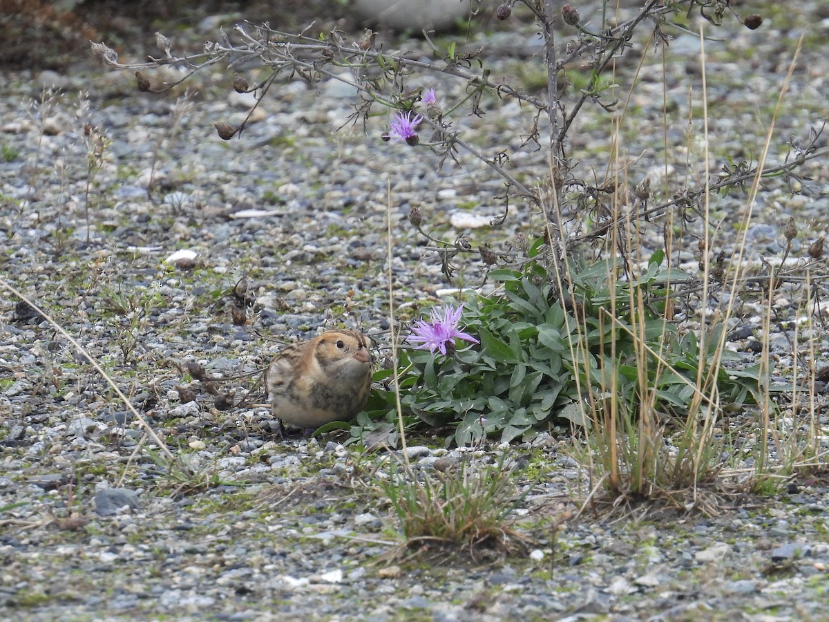 Lapland Longspur - ML643401566