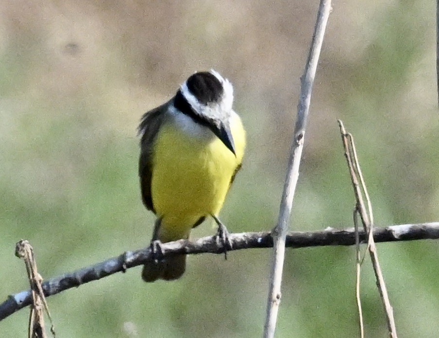 Lesser Kiskadee - ML643401568