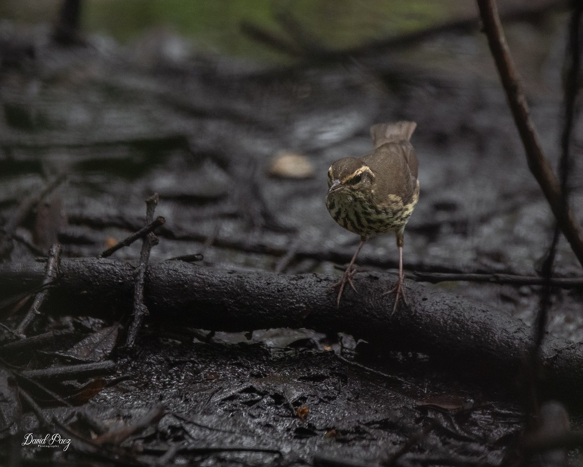Northern Waterthrush - ML643401571