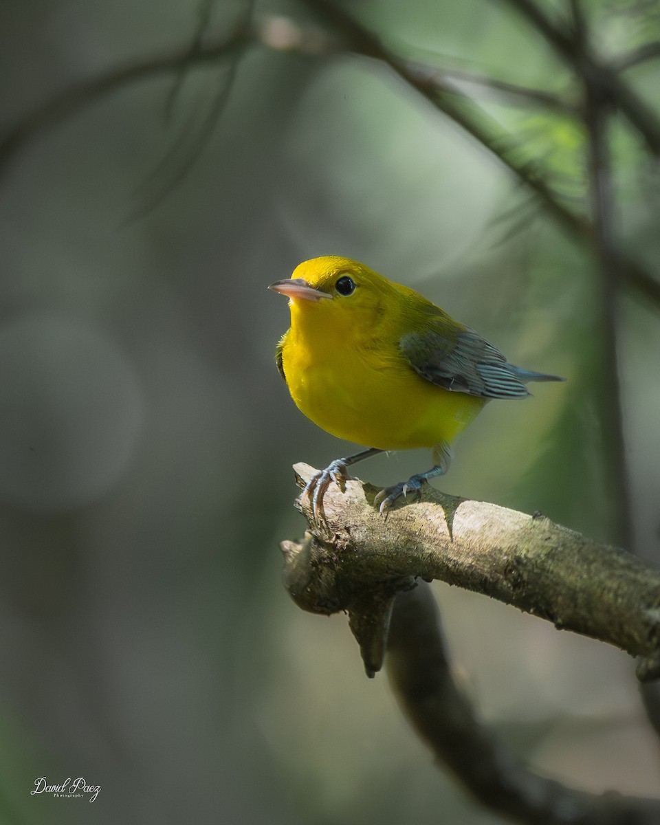 Prothonotary Warbler - ML643401577