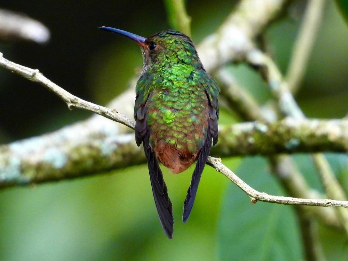 Rufous-tailed Hummingbird - ML643401579