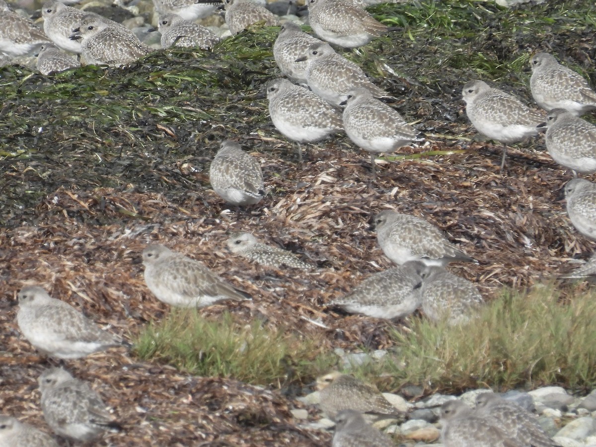 American Golden-Plover - ML643401581