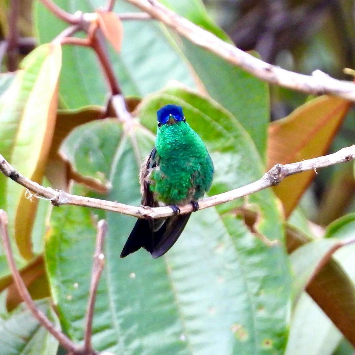 Indigo-capped Hummingbird - ML643401631