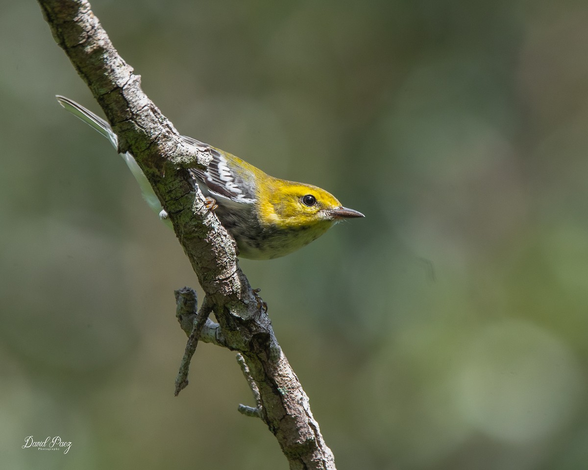 Black-throated Green Warbler - ML643401633