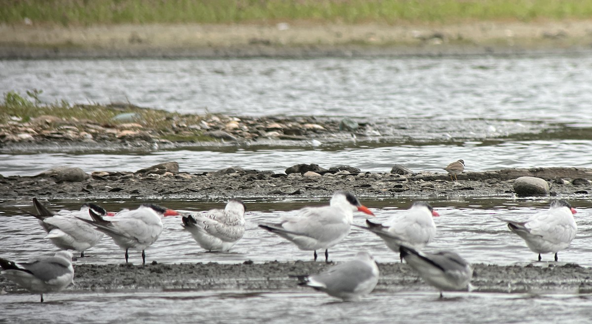 Caspian Tern - ML643401636