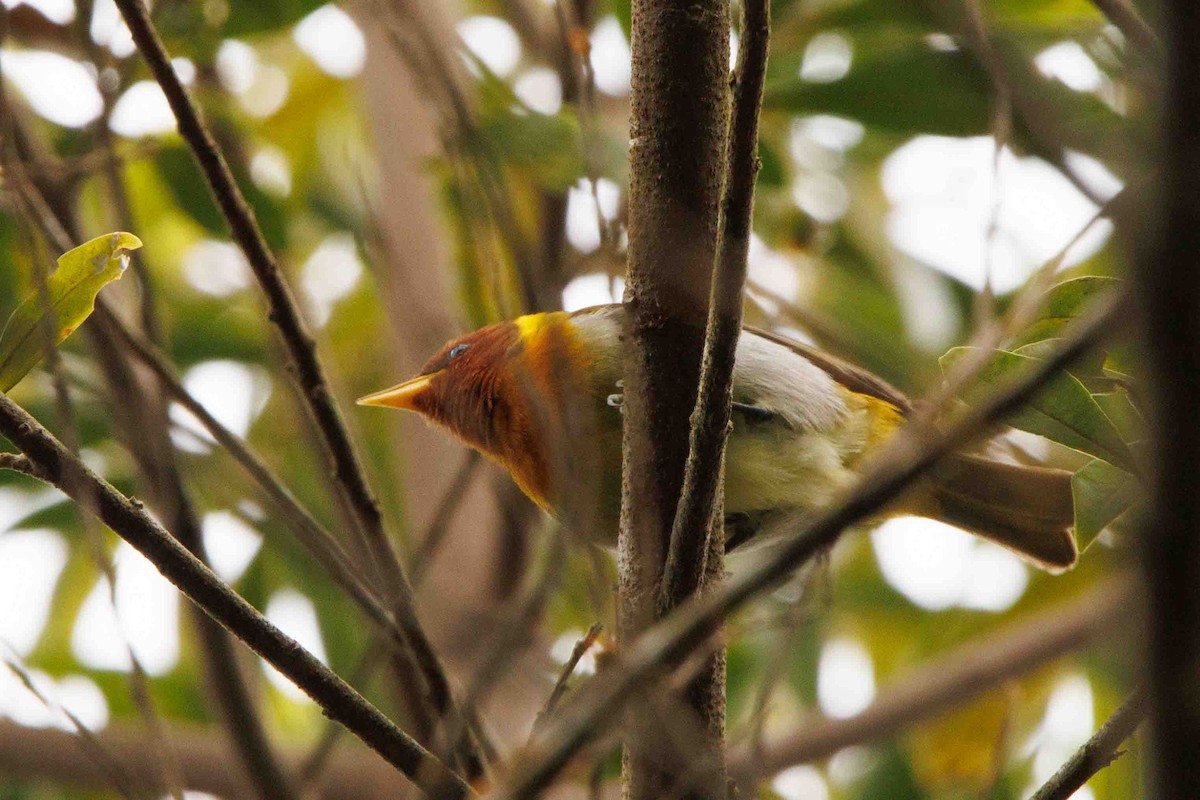 Rufous-headed Tanager - ML643401643