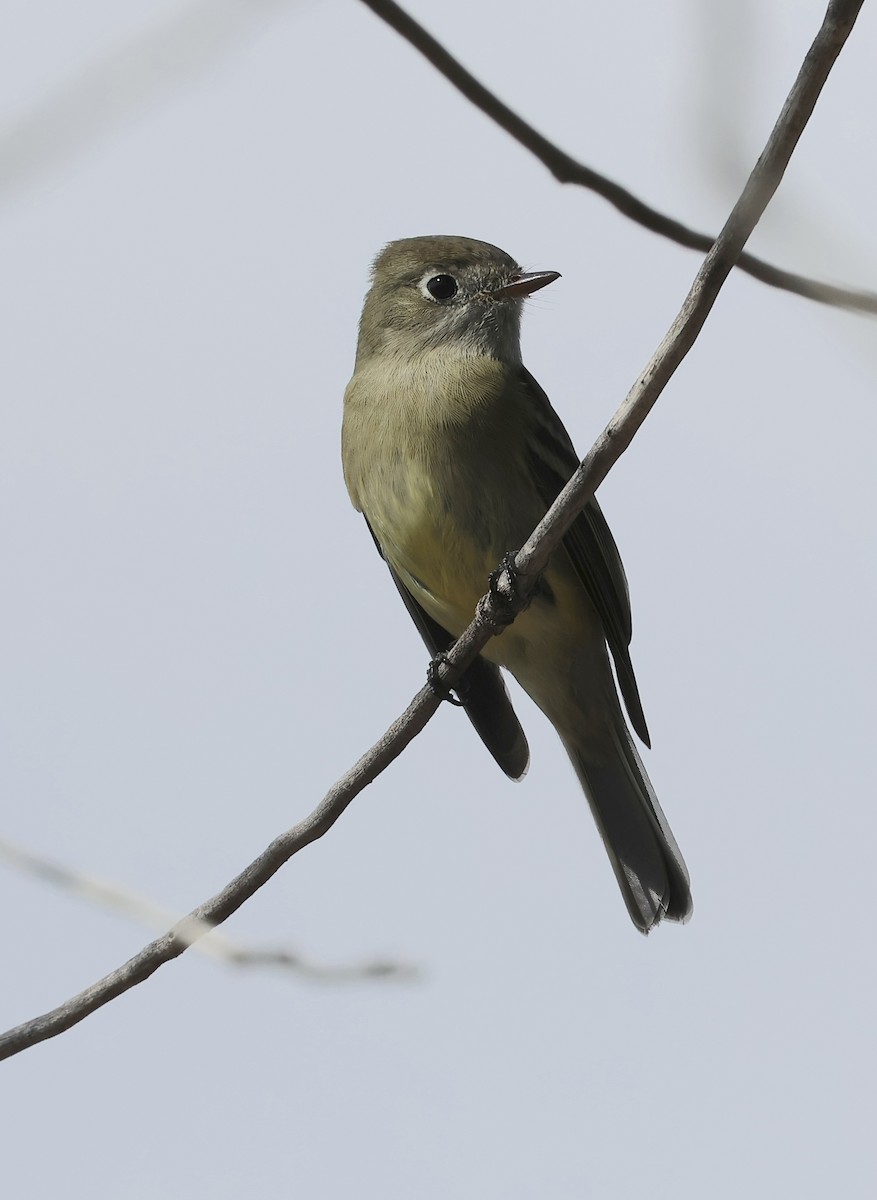 Hammond's Flycatcher - ML643401688