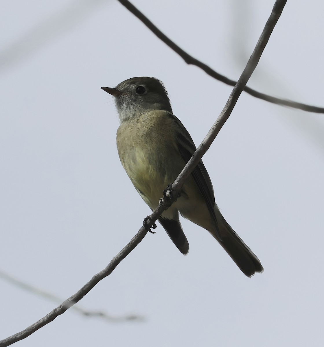 Hammond's Flycatcher - ML643401689