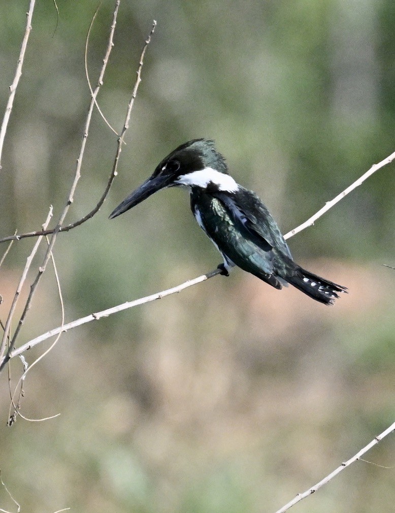 Amazon Kingfisher - ML643401691