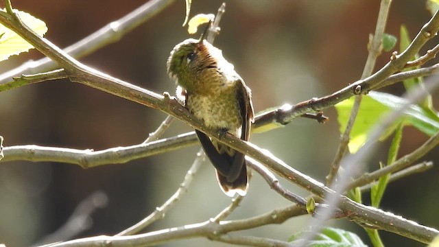 Tyrian Metaltail - ML643401693