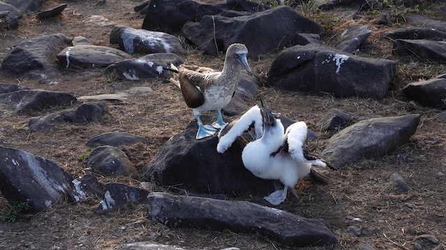Blue-footed Booby - ML643401703