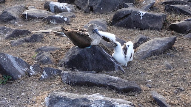 Blue-footed Booby - ML643401706