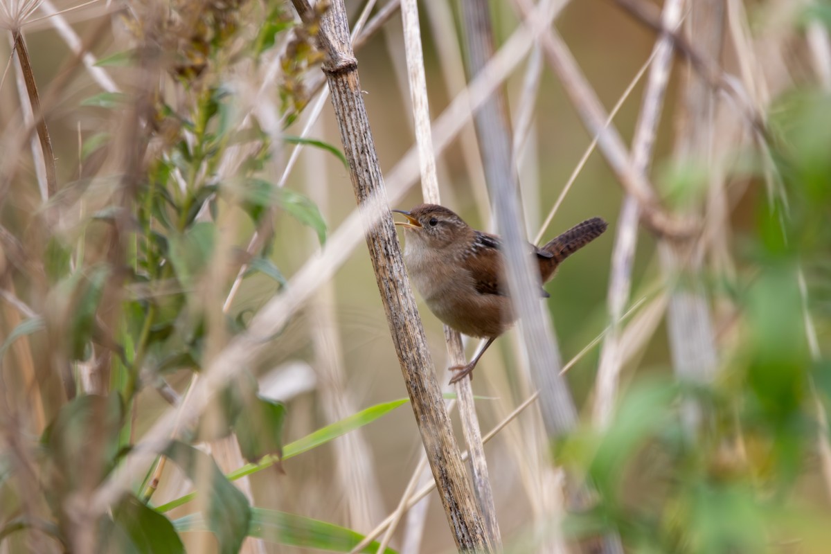 Marsh Wren - ML643401707