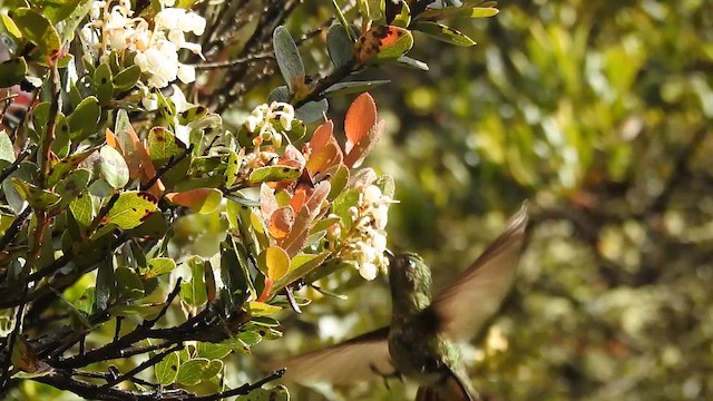 Tyrian Metaltail - ML643401719