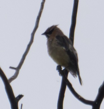 Cedar Waxwing - ML643401723