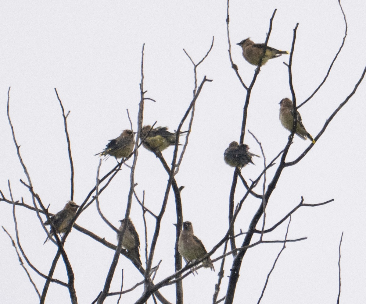 Cedar Waxwing - ML643401724