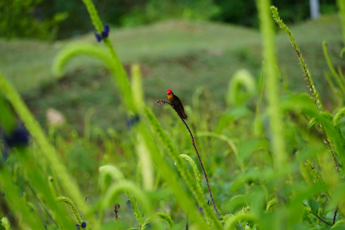 Ruby-topaz Hummingbird - ML643401739