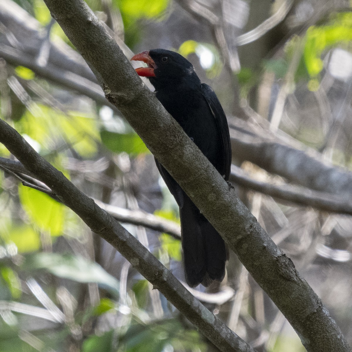 Black-throated Grosbeak - ML643401758